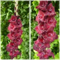 /album/cyklamenovo-purpurove/saran-sem-26-10-jpg/